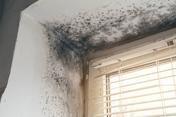 Affordable Mold Cleanup solutions in Ashland, KY
